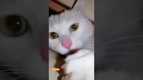 Cheeky Snack #cat #cute #funnyanimals #funnyvideos #tiktok