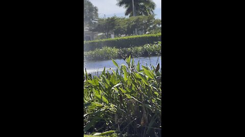 Little Blue Heron in Paradise- 11/1/2021- 4K