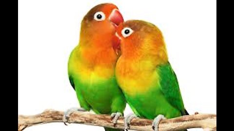 The love bird in Bagggan is amazing