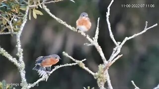 Morning Greeting From The Bluebirds 🐦11/06/22 07:07