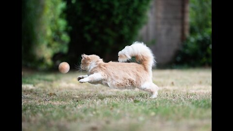 black cat run a ball