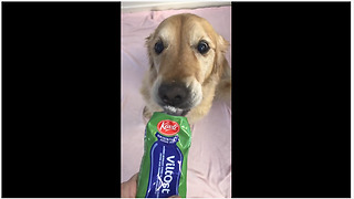 Cheese-Loving Pooch Indulges In Her Favorite Snack