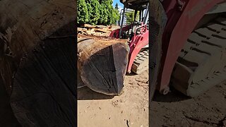 Giant Redwood Log on the Sawmill #short #shorts shorts #woodworking #wood #wickedwoodsnwllc