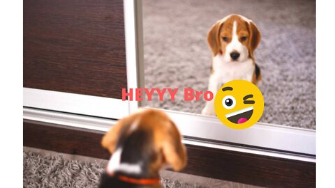 Cute Dog Fight With His Reflection in The Mirror