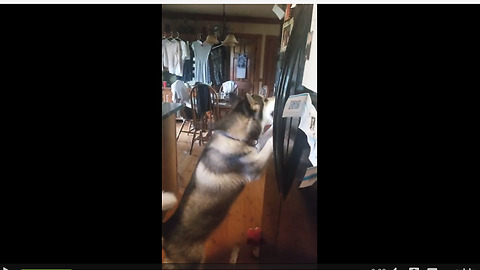 Husky learns how to use refrigerator's ice machine