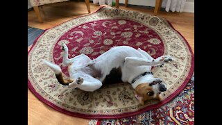 Beagle Buddies: Catnap Catastrophe