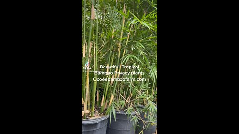 Beautiful Tropical Bamboo Privacy Hedges Ocoee Bamboo Farm 407-777-4807