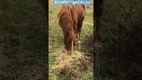 Brumby gelding eating winter hay