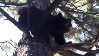 Wildlife officials say bears that killed woman had to be euthanized, others on social media disagree