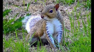 IECV NV #170 - 👀 A Squirrel Out In The Backyard 🐿️ 9-8-2015