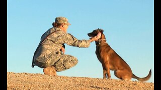 Amazing Dog Performance