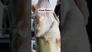 Massive 14 Pound Bass #shorts