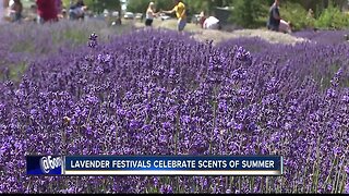 Lavender Merchant hosts annual lavender festival