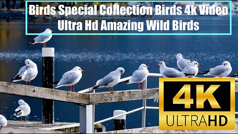 Birds Special Collection | Birds 4k Video Ultra Hd | Amazing Wild Birds