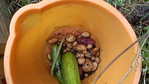 Making The Most Of A Very Poor Allotment Harvest 🥔🥔 #prepping #garden#allotment#blessed #community