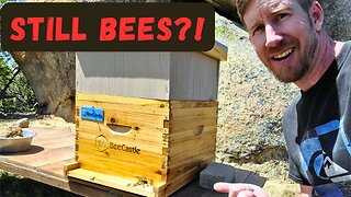 Project Bee: Are They Still Alive? Second Hive Inspection | Becoming a Beekeeper 🐝