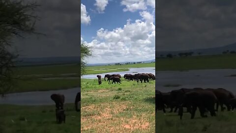 Our Close Encounter with the Elephants herds!🤔#shorts #safari #travel #travelling