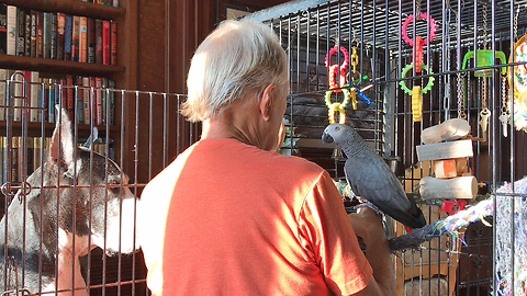 Great Dane Watches African Grey Parrot Give Kisses
