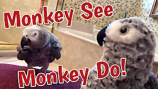 Parrot plays game of "monkey see, monkey do"