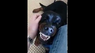 Dog likes rub but you wouldn't think it (Animals)