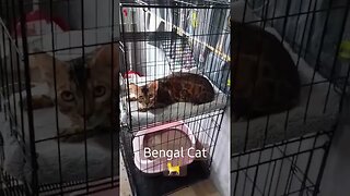 #Bengal #Cat