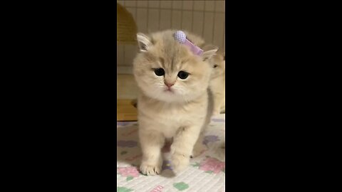 So adorable and lovely cat😍😍 #viral