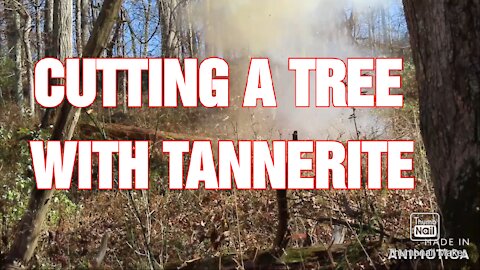 Cutting a tree on the farm with tannerite