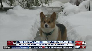 Pet safety amid cooler temperatures