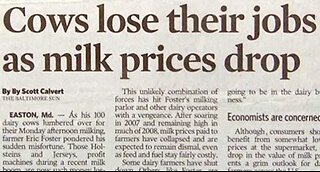 Cows Lose Their Jobs As Milk Prices Drop.