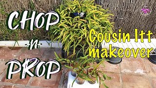 New Maxillaria Potting Up Technique for Climbers | How to Propagate Maxillaria Orchids #ninjaorchids