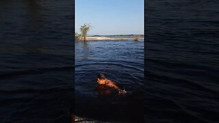 Nadando no Rio Negro - Amazonas