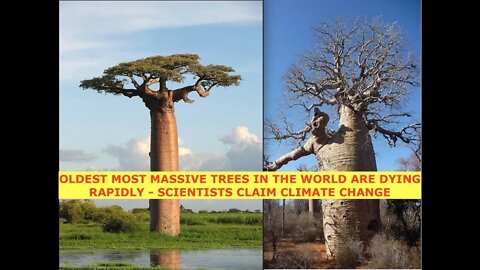 Massive, BIblical Trees of Life That Live 2000 Years, Suddenly Dying, Prophecy