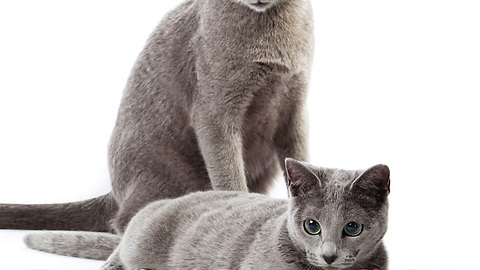 Russian Blue Cats Are Stunning