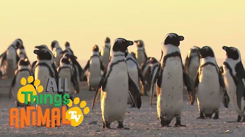 * PENGUINS * | Animals For Kids | All Things Animal TV