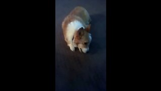 Corgis are thieves