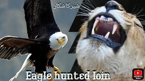 Strongest eagle hunts 45kg mountain deer -- eagle hunting in the mountain