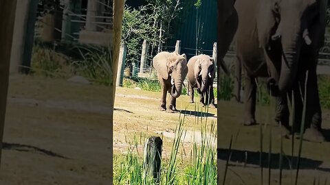 Elephant 🐘 Gives me “What are YOU looking 👀 at” #elephant #elephants #animalsfunny #animalshorts