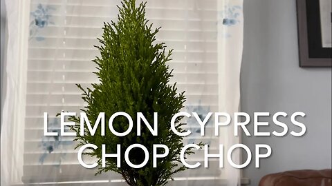 Lemon Cypress Chop CHOP
