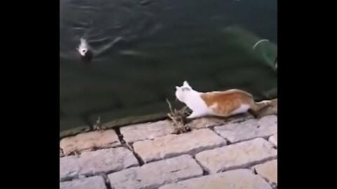 Bold cat rips off fish from fisherman