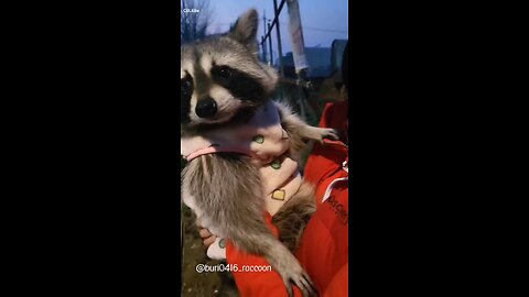 raccoon ko godh mai liya