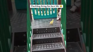 Duckling befriends a toddler