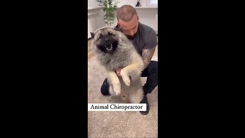 Animal chiropractor 👨‍⚕️