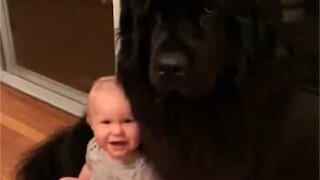 Bebê e cão gigante formam amizade fofa