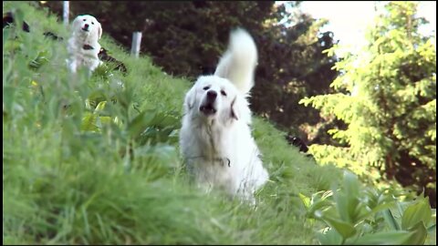 The correct behavior in front of Livestock guardian dogs