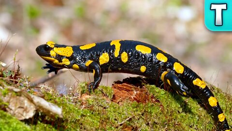 The Fire Salamander can do WHAT?! | Weird Animals