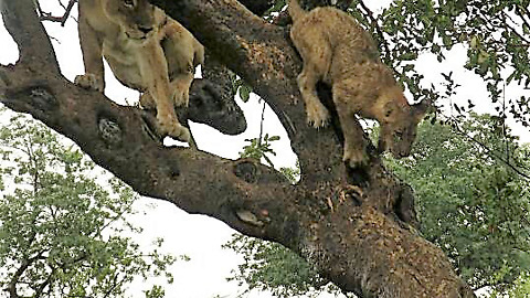Lion family's amusing efforts getting out of tree
