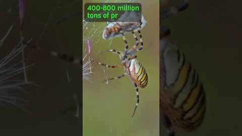 Spiders Could EAT US ALL!