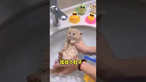 This is So Cute Baby Cat || #shorts #shortsfeed #youtubepets_&_animals