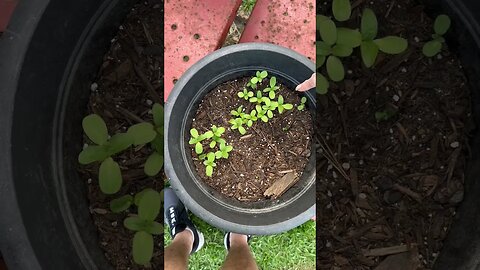 Michelle’s woke sunflowers ￼