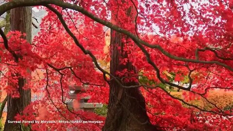 🎶 Surreal Forest by Meydän 🎶 Nature Scenes Autumn Forest Relaxing Meditations 🍁🍂